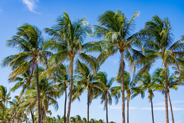 Miami beach scene with palms. Palm tropical leaves. Summer holiday under the palm shadows. Tropical palm tree. Palm leaf for summer design. Florida sunshine and tropical palms.