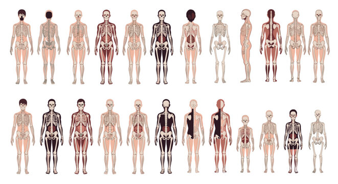 A comprehensive set of human anatomy illustrations showing the skeletal and muscular systems from different angles and views.