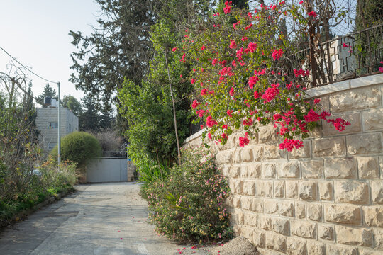 red flowers blooming on stone wall beside the street in east jerusalem
