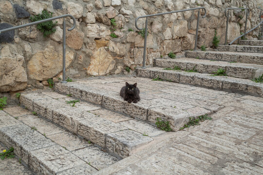 a black cat sitting on the paving stairs in jerusalem old city