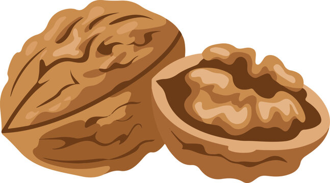Whole walnut and a cracked walnut showing kernels, rich brown color, isolated on transparent background