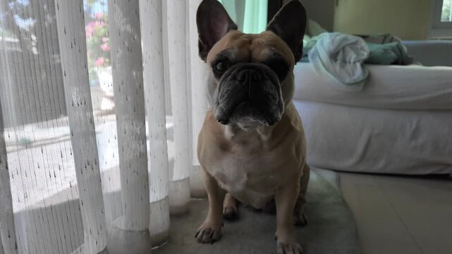 French Bulldog's Pensive Pose: A charming French bulldog, with its distinctive bat-like ears and endearing underbite, sits attentively, gazing directly into the camera.
