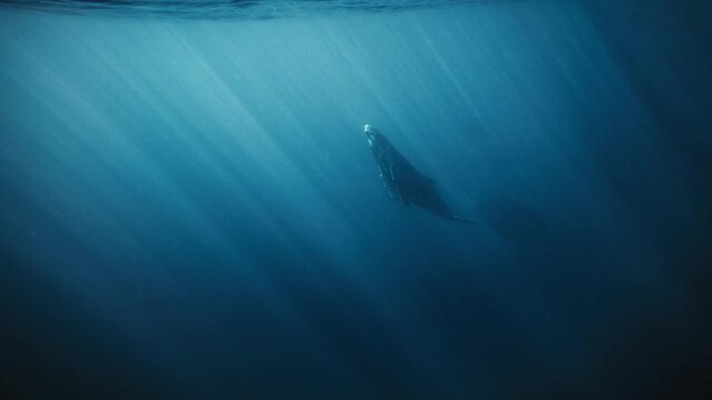 Lone humpback whale emerges from darker water, rising into a brighter sunlit zone above