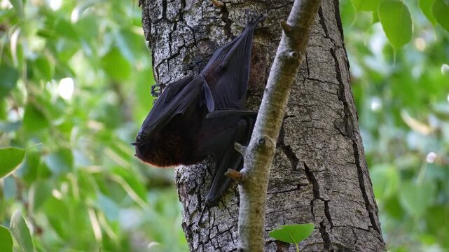 A black flying fox (Pteropus alecto) clambers on the tree trunk amidst lush canopy, spread its wings and fly away, close up shot of native Australian fruit bat.