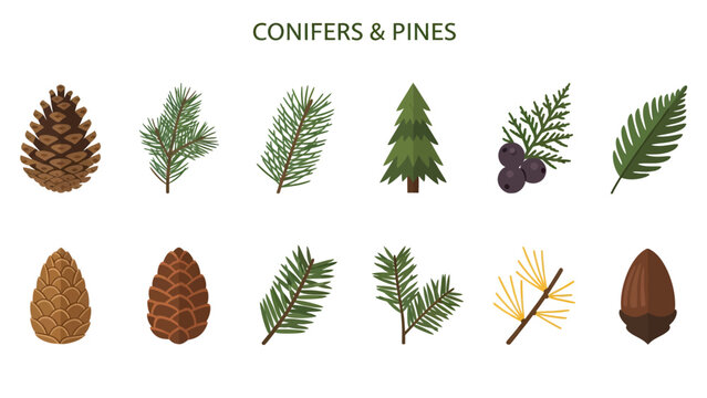 Ten illustrations of conifer and pine features arranged in two rows