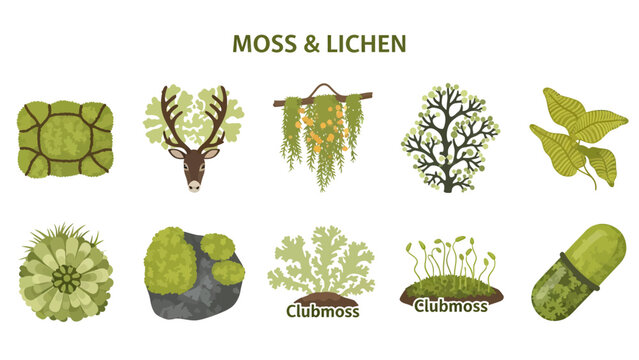 Ten illustrations of mosses and lichens including one shaped like deer antlers
