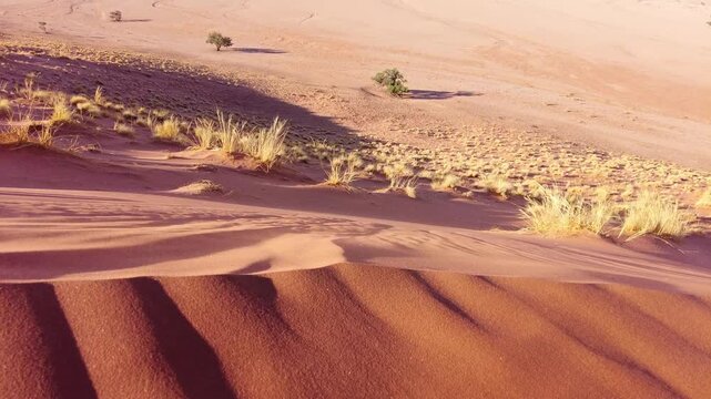 Rolling sand dunes at Elim Dunes, Namibia under warm sunlight, with wind shaped textures and sparse desert plants creating a calm, remote atmosphere ideal for nature, travel, and environment themes