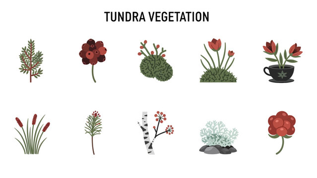 Tundra vegetation illustrated with ten types of plants and fungi
