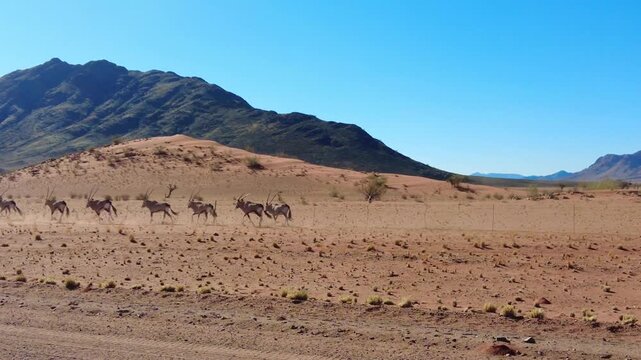 Static wildlife shot of gemsbok (Oryx gazella) galloping over sand plain at foot of the Naukluft Mountains, with sparse desert shrubs and rolling dunes in Namib-Naukluft National Park, Namibia, Africa