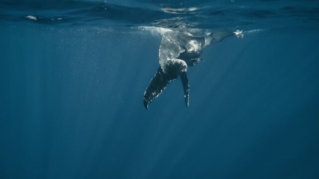 A gentle turn of a humpback whale reveals bright fin edges contrasting against deep ocean tones, fluke spins and fins slap surface