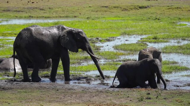 Static wildlife shot of elephant family group engage in social mud-bathing at shallow pool on grassy river floodplain covering skin with mud for cooling and protection in Chobe National Park, Botswana