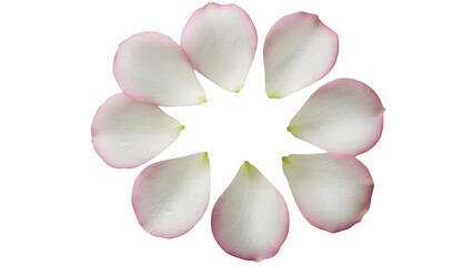Cluster of white flower petals isolated on transparent background