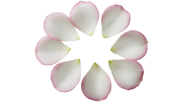 Cluster of white flower petals isolated on transparent background - Powered by Adobe