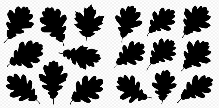 Set of black oak leaves silhouettes on a transparent background, perfect for autumn designs and nature-themed projects.