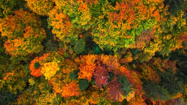 Overhead view of alpine hills in Heutal, Austria, covered in orange and yellow autumn foliage.