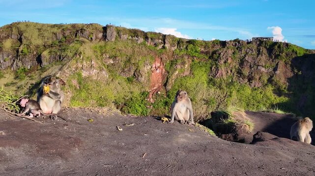 Monkeys relax on Mount Batur with a lush green volcanic backdrop, calm vibe