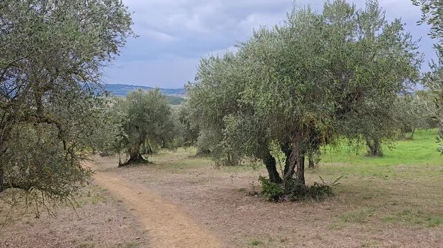 Footage of Lonely Path Cutting Through the Tuscan Hills, Where Dust Rises Like Memory and Strength is Forged in Silence. Dolly Shot