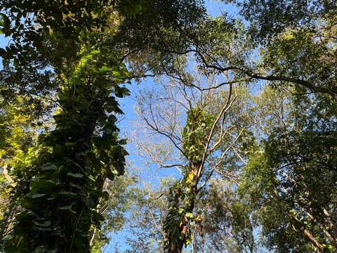 trees and sky