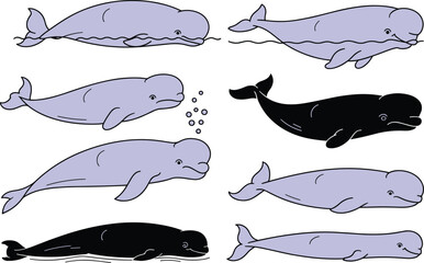 Beluga and narwhal whale vector set, stylized marine animal poses, black and purple artwork, ocean creature design, aquatic wildlife illustration pack © rehna