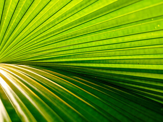 Obraz premium Close-up of green fan palm leaf pleats in a garden during daytime.