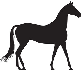 Obraz premium Akhal-Teke Horse Vector Silhouette Black Isolated on White Background