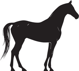 Fototapeta premium Akhal-Teke Horse Vector Silhouette Black Isolated on White Background