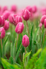 Close-up of pink tulips with drops of water amidst lush green foliage creating a vibrant spring landscape filled with fresh blooms and nature's beauty