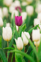 Vibrant Purple Tulip Surrounded by Elegant White Tulips with Water Droplets in a Lush Garden Setting During Springtime Blooming Season