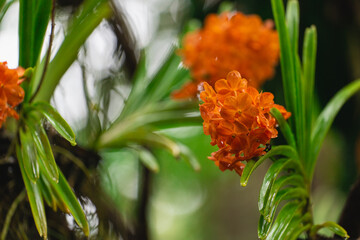 Vibrant Orange Orchid Flowers Blooming Among Lush Green Foliage in a Tropical Environment with Raindrops Glistening on Petals and Leaves