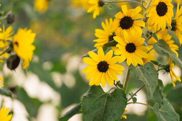 Vibrant Sunflower Blooming in Nature with Bright Yellow Petals and Rich Brown Centers Surrounded by Lush Green Leaves and Soft Background