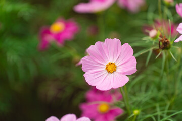 Delicate Pink Flower Surrounded by Green Foliage on a Soft Focus Background in Nature Vibrant Blooming Scene for Spring or Summer