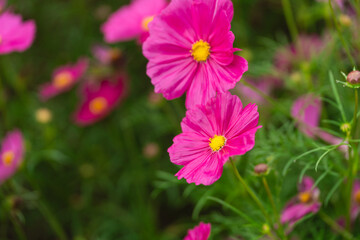Vibrant Pink Cosmos Flowers with Yellow Centers in Lush Green Garden Setting Under Bright Natural Light