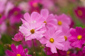 Fototapeta premium Beautiful Pink Flowers in a Field with Soft Focus on Vibrant Blossoms, Fresh Petals Glistening with Dew Under Natural Light and Clear Background