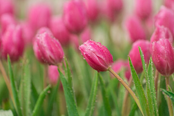 Dew-kissed Bright Pink Tulips Blooming in a Lush Garden Setting Under Soft Natural Light, Symbolizing Renewal and Joy in Springtime