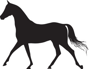 Akhal-Teke Horse Vector Silhouette Black Isolated on White Background
