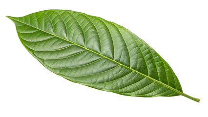 Obraz premium Green Cocoa Leaf Isolated Cut Out on PNG, Isolated Background, AI Generated