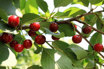 Red raw cherry berry on tree branch in sunlight