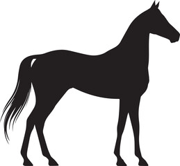 Fototapeta premium Akhal-Teke Horse Vector Silhouette Black Isolated on White Background