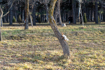 A small grey squirrel with a reddish-brown tail is climbing a tree trunk in a park during the...