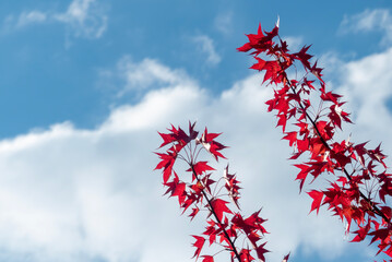 晴れた青空に真っ赤な紅葉が映えて