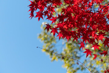 晴れた青空に真っ赤な紅葉が映えて