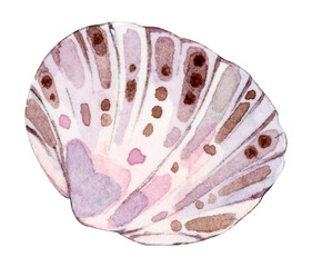 Delicate Watercolor Marine Shell Illustration