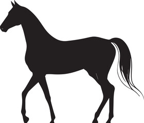 Fototapeta premium Akhal-Teke Horse Vector Silhouette Black Isolated on White Background