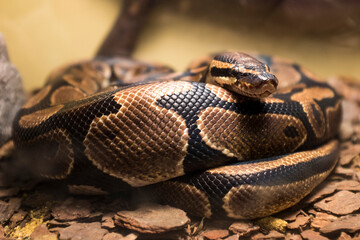 Obraz premium Close-up of a coiled python snake resting on the forest floor, showing detailed scales and natural camouflage in a wildlife and reptile environment.