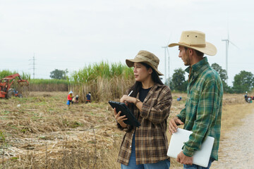 The sugarcane plantation owners are analyzing and discussing how to harvest the sugarcane in their...
