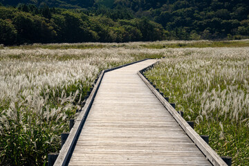 大分県　タデ原湿原のススキ