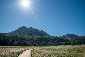 大分県　タデ原湿原のススキ