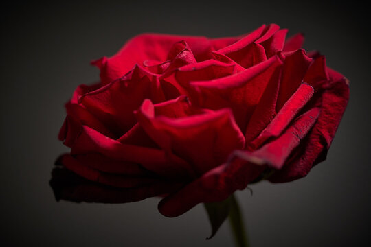 red rose portrait in low key
