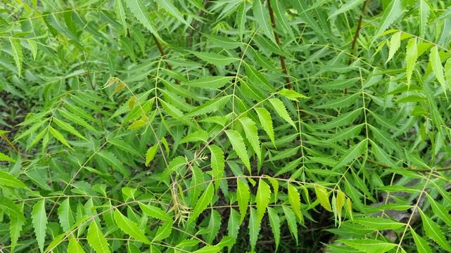 Azadirachta indica branches of neem tree leaves on the forest exposed to the wind. natural medicine