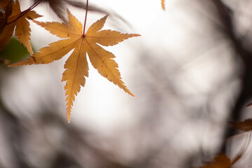 美しい黄葉　晩秋の公園の風景